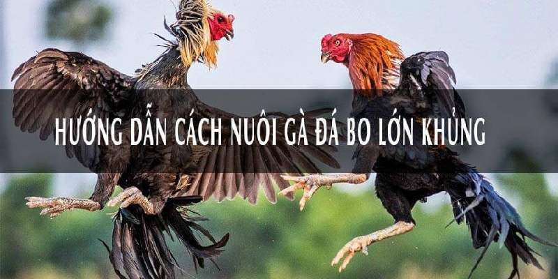 Cách nuôi gà đá bo lớn