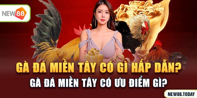 Đá gà Miền Tây có gì hấp dẫn?